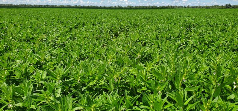 bio-sesam-aus-paraguay