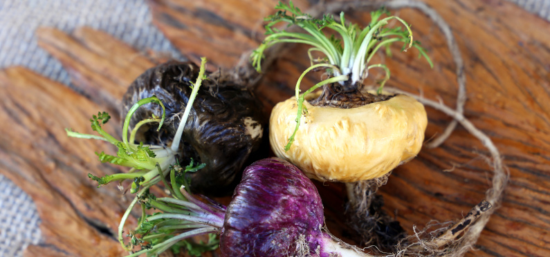 maca-die-farbenfrohe-wurzel